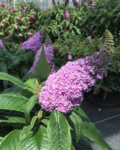 Buddleia Pugster® 'Amethyst' (PW)