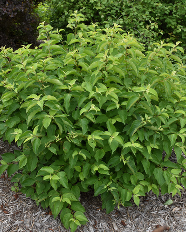 Cornus amomum (Silky Dogwood) *TB*