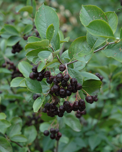 Aronia melanocarpa (Black Chokeberry) *TB*