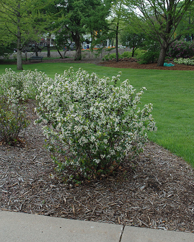 Aronia melanocarpa (Black Chokeberry) *TB*