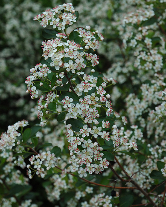Aronia melanocarpa (Black Chokeberry) *TB*