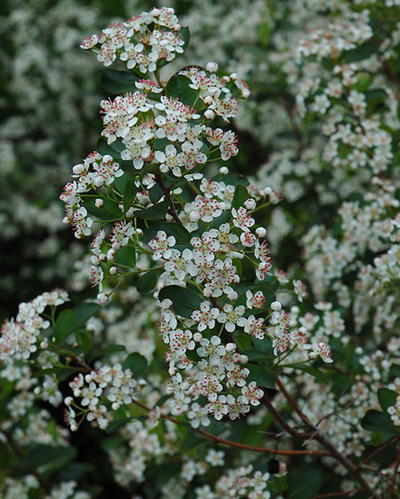 Aronia melanocarpa (Black Chokeberry) *TB*