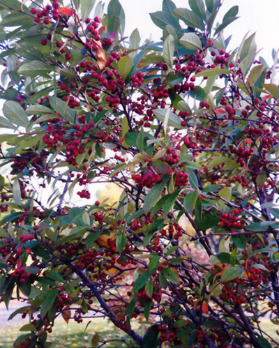 Aronia arbutifolia (Red Chokeberry) *TB*