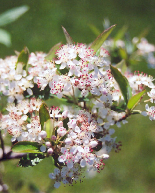 Aronia arbutifolia (Red Chokeberry) *TB*