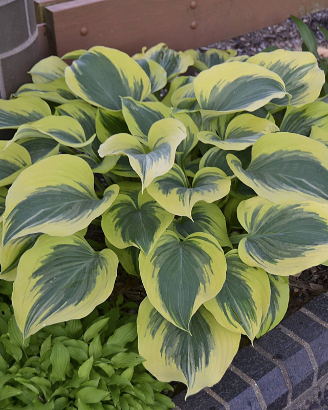 Hosta 'Liberty'