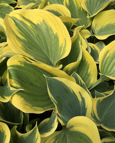 Hosta 'Liberty'