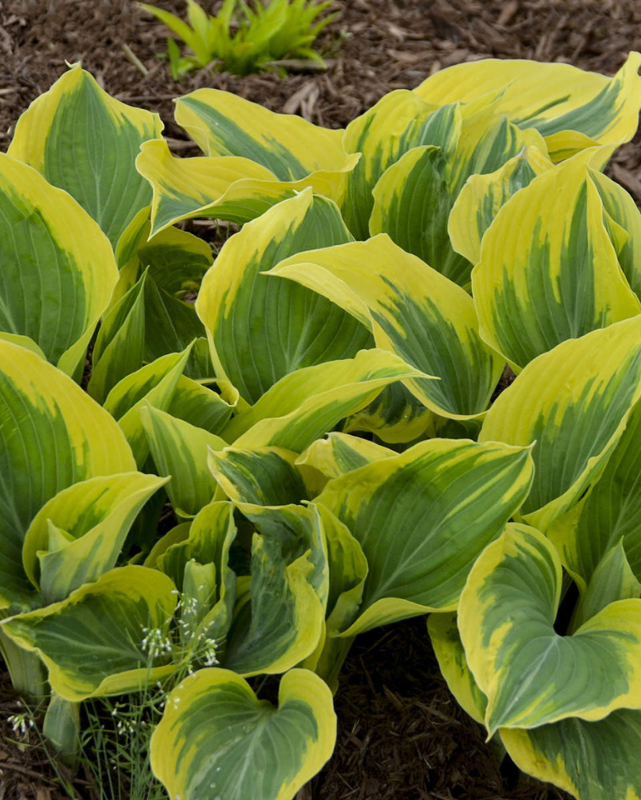 Hosta 'Liberty'