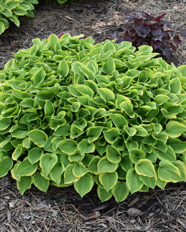 Hosta 'Golden Tiara'