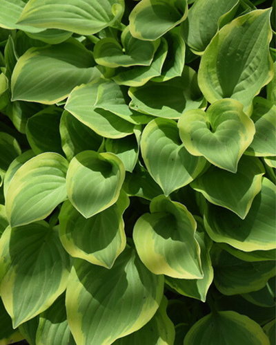 Hosta 'Golden Tiara'