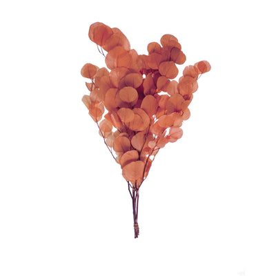 Dried Natural Eucalyptus Bunch, Salmon Color