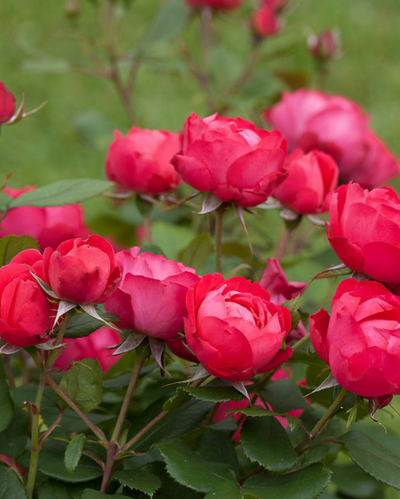 Rose shrub Oso Easy® 'Double Red' (PW)