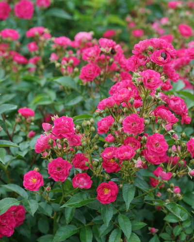 Rose 'Oso Easy Peasy' (PW)
