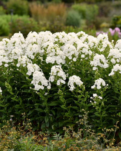 Phlox pan. 'Backlight' (PW)
