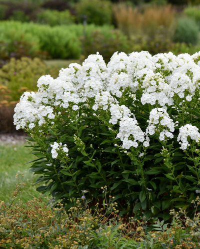 Phlox pan. 'Backlight' (PW)