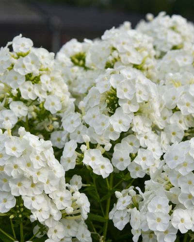 Phlox pan. 'Backlight' (PW)