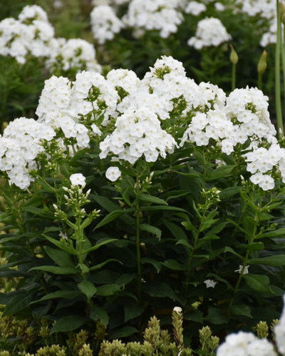 Phlox pan. 'Backlight' (PW)