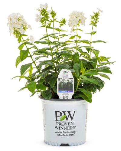 Phlox pan. 'Backlight' (PW)
