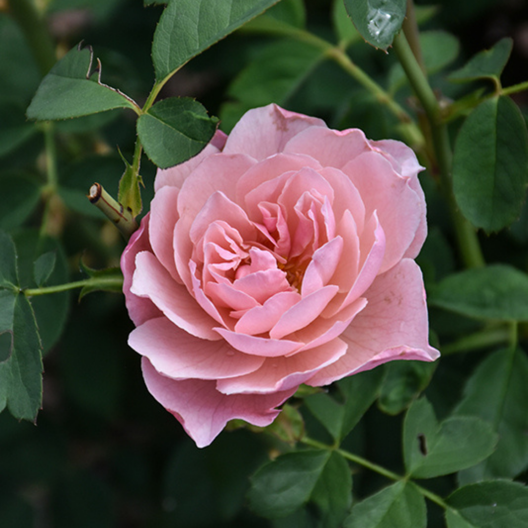 Rosa The Alnwick® by David Austin