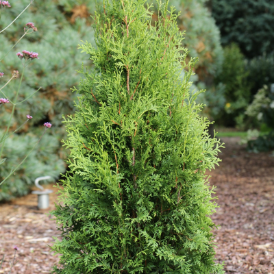 Thuja Private Jet™