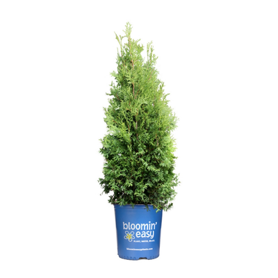 Thuja Private Jet™