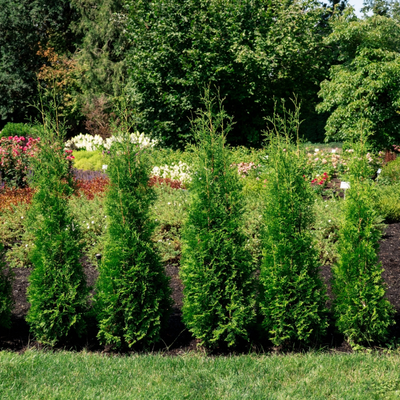 Thuja Private Jet™