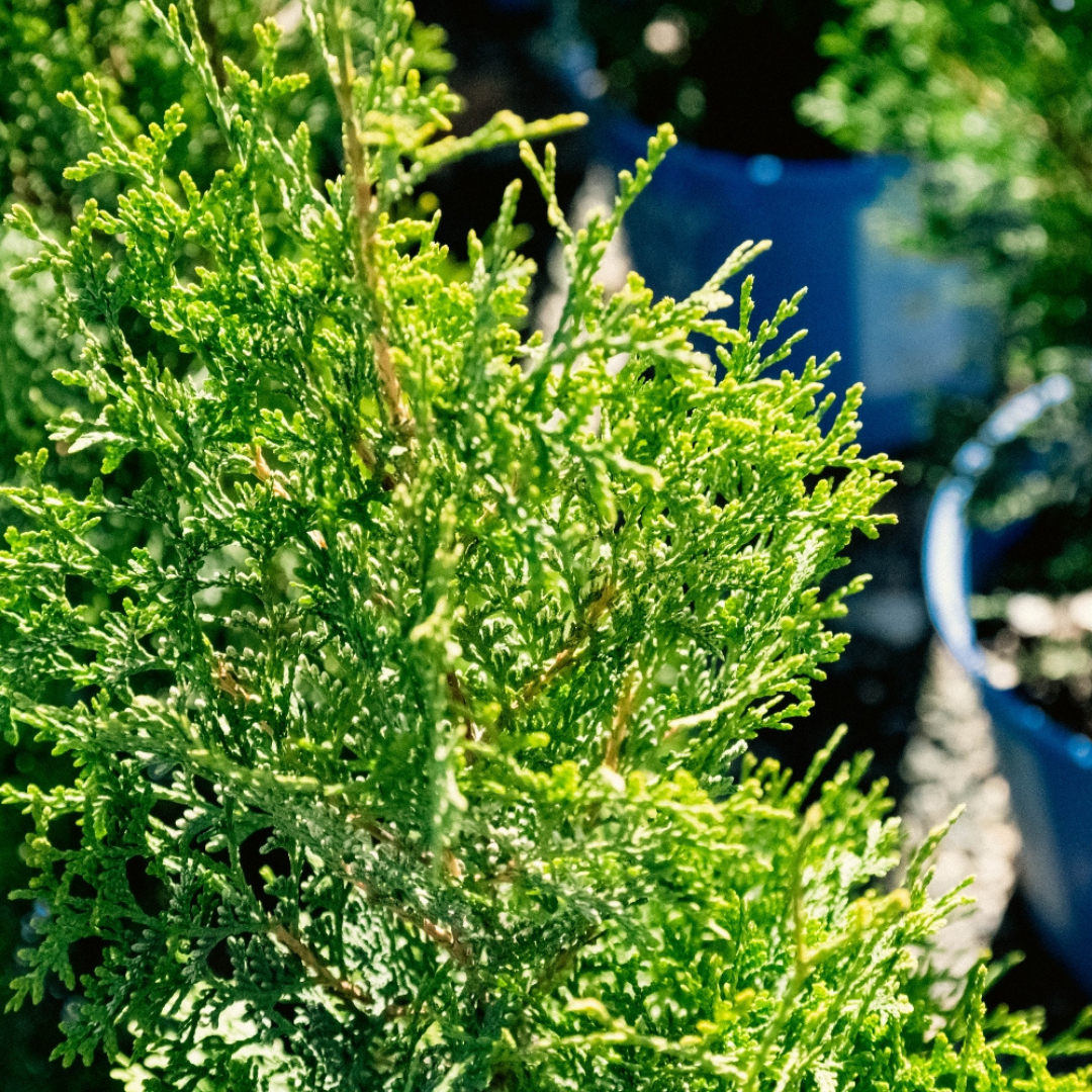 Thuja Private Jet™