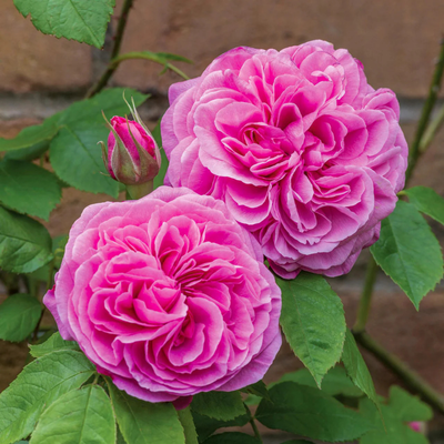 Rosa Gertrude Jekyll® by David Austin