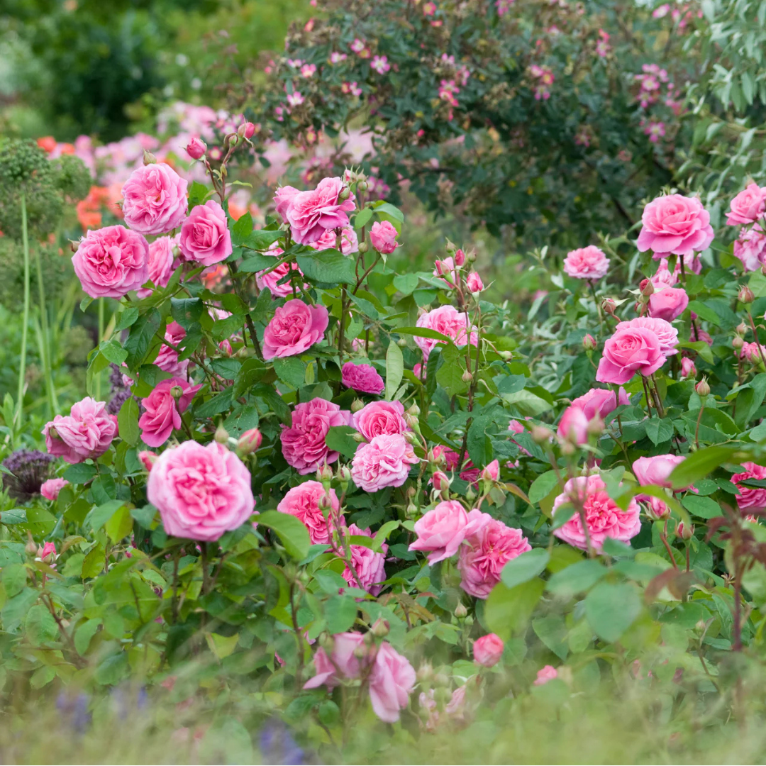 Rosa Gertrude Jekyll® by David Austin