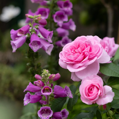 Rosa Gertrude Jekyll® by David Austin