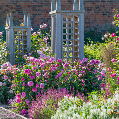 Rosa Gertrude Jekyll® by David Austin