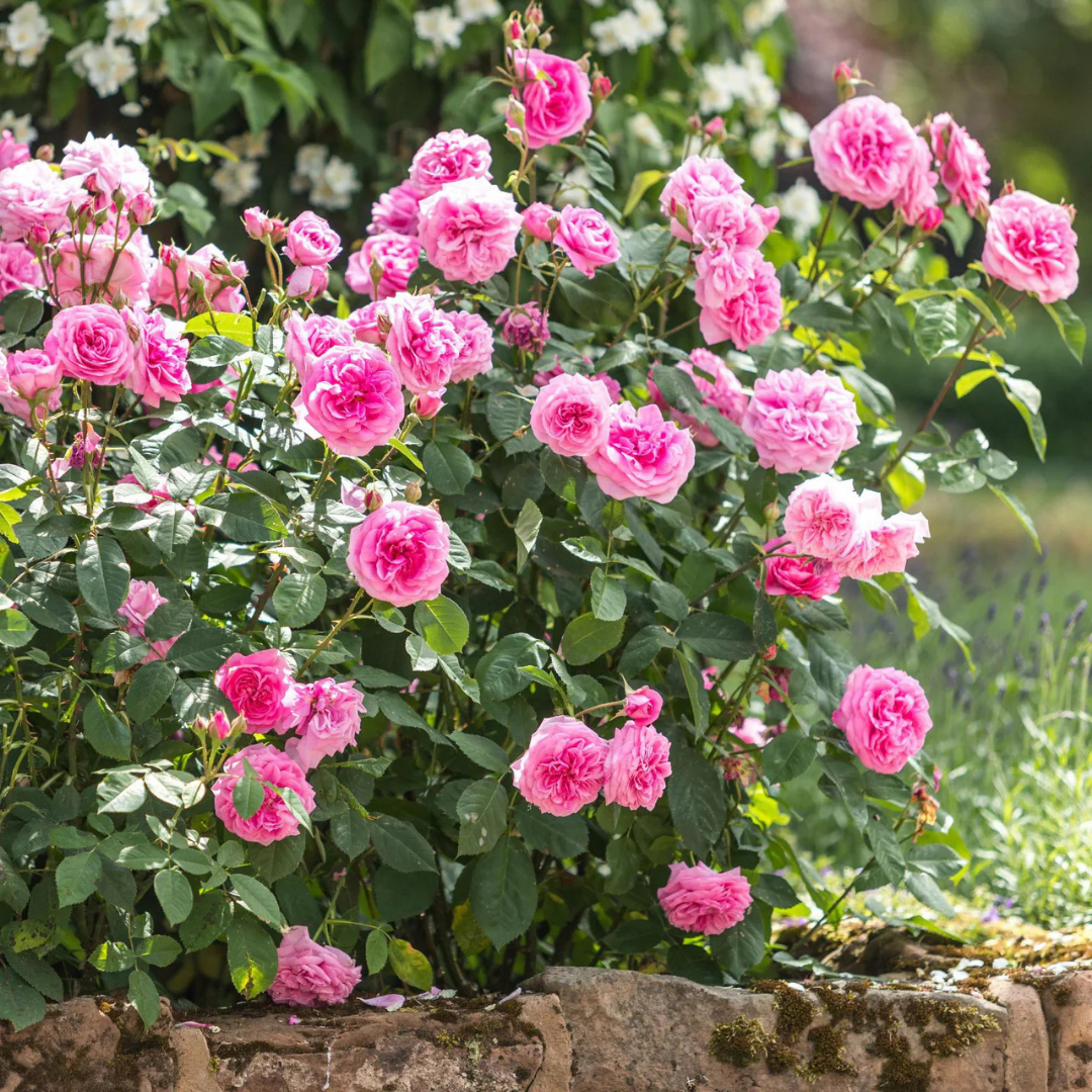 Rosa Gertrude Jekyll® by David Austin