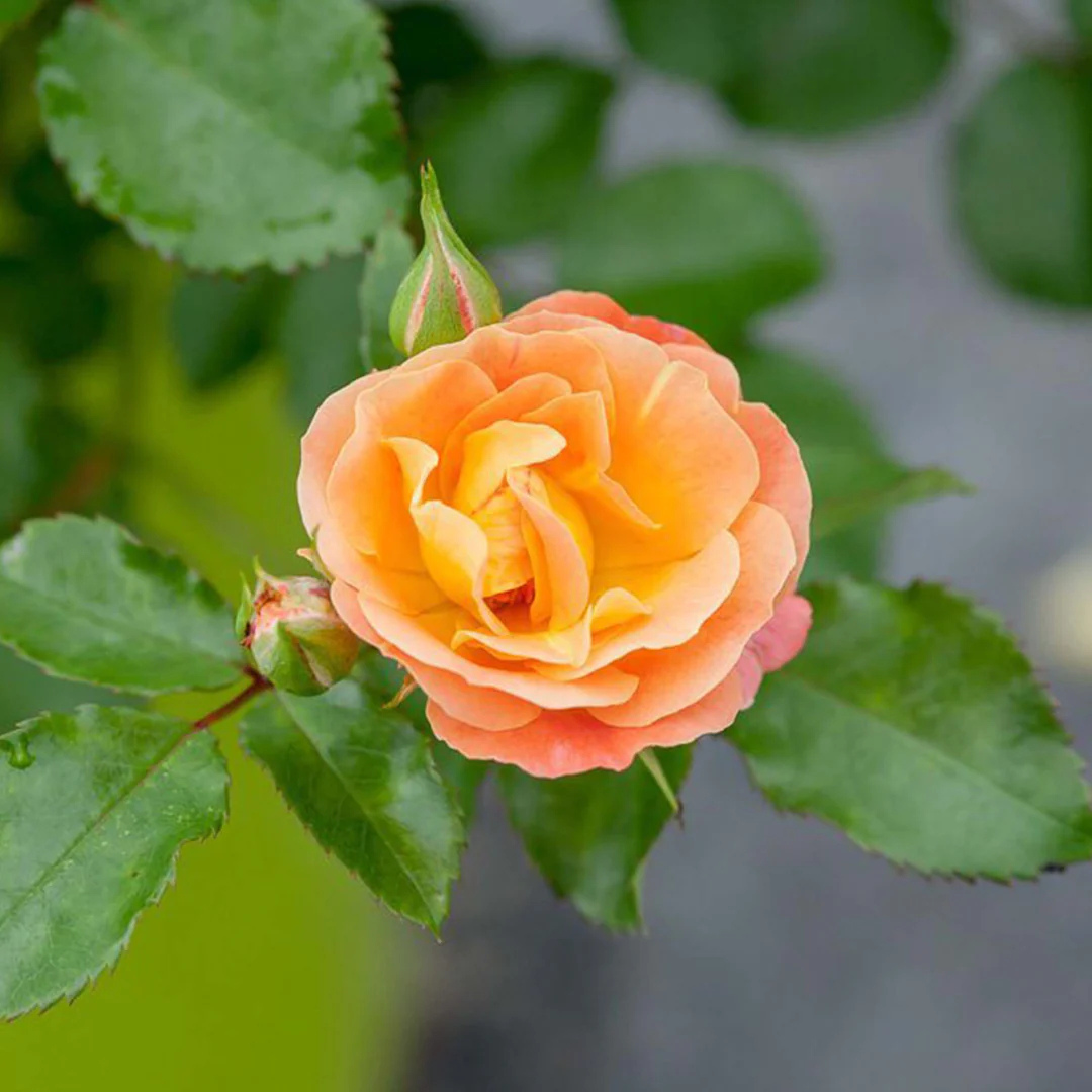Rosa Peach Drift®