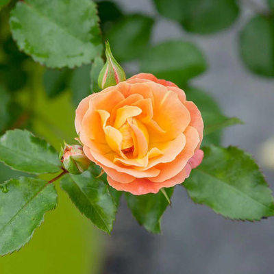 Rosa Peach Drift®