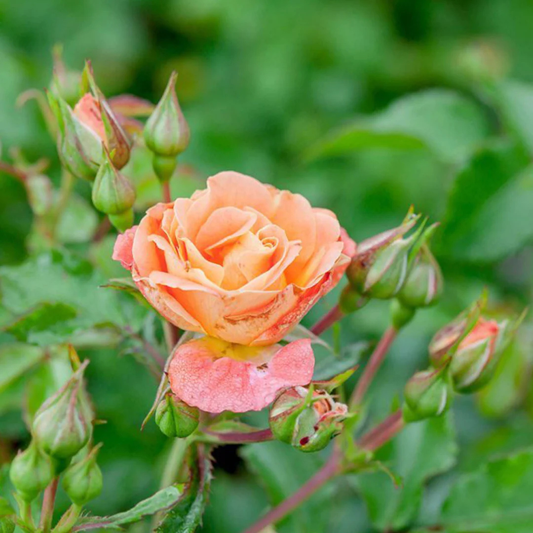 Rosa Peach Drift®