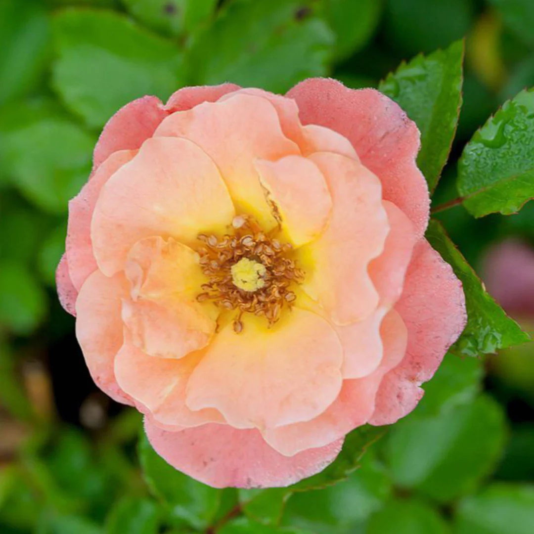 Rosa Peach Drift®