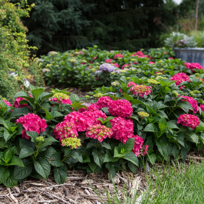 Hydrangea Endless Summer 'Summer Crush' #3C