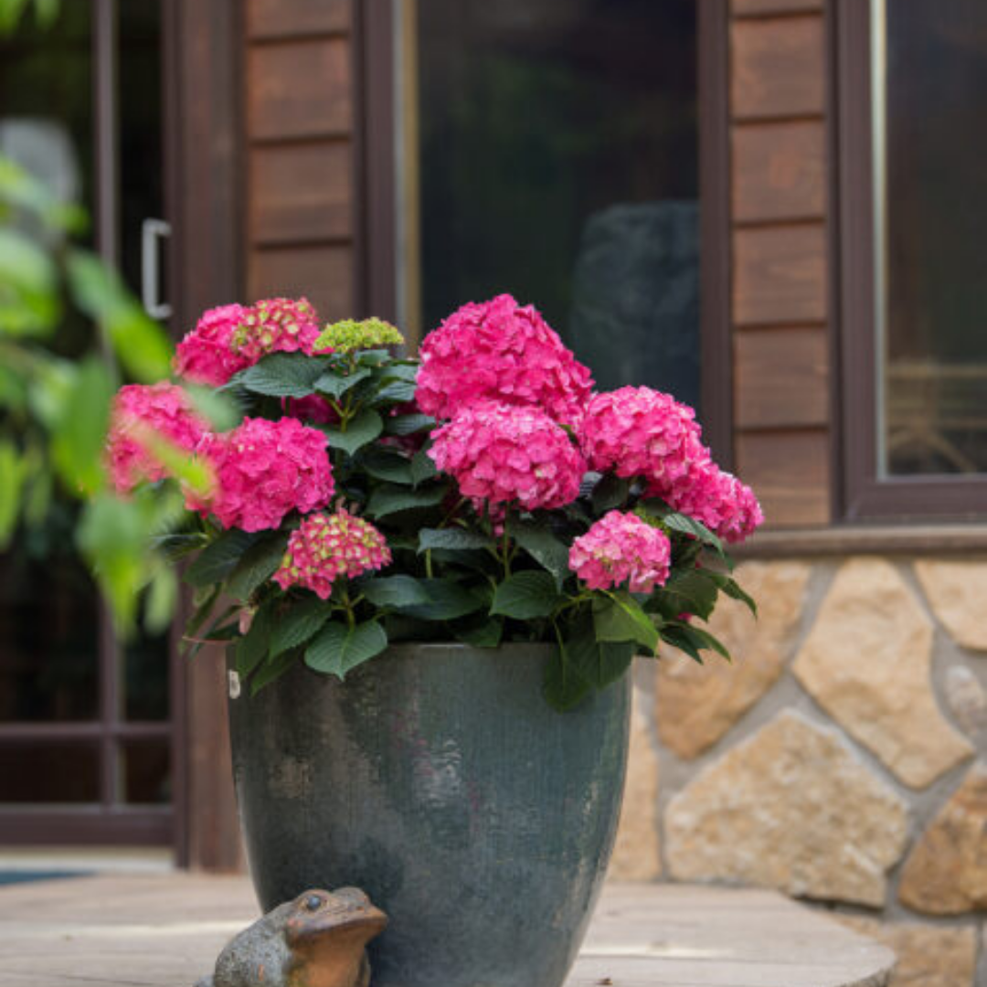Hydrangea Endless Summer 'Summer Crush' #3C