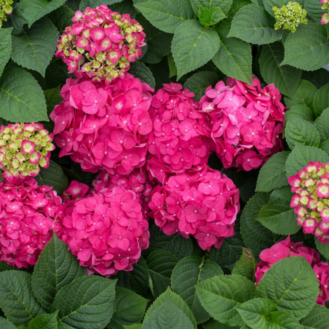Hydrangea Endless Summer 'Summer Crush' #3C