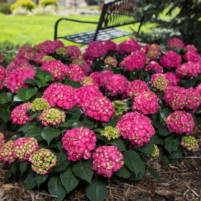 Hydrangea Endless Summer 'Summer Crush' #3C