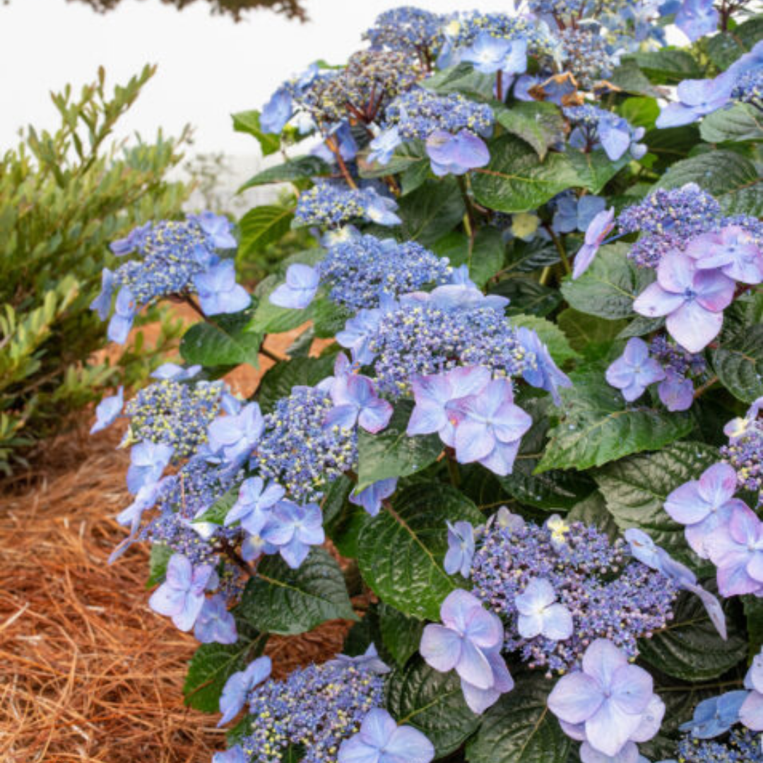 Hydrangea Endless Summer 'Pop Star' #3