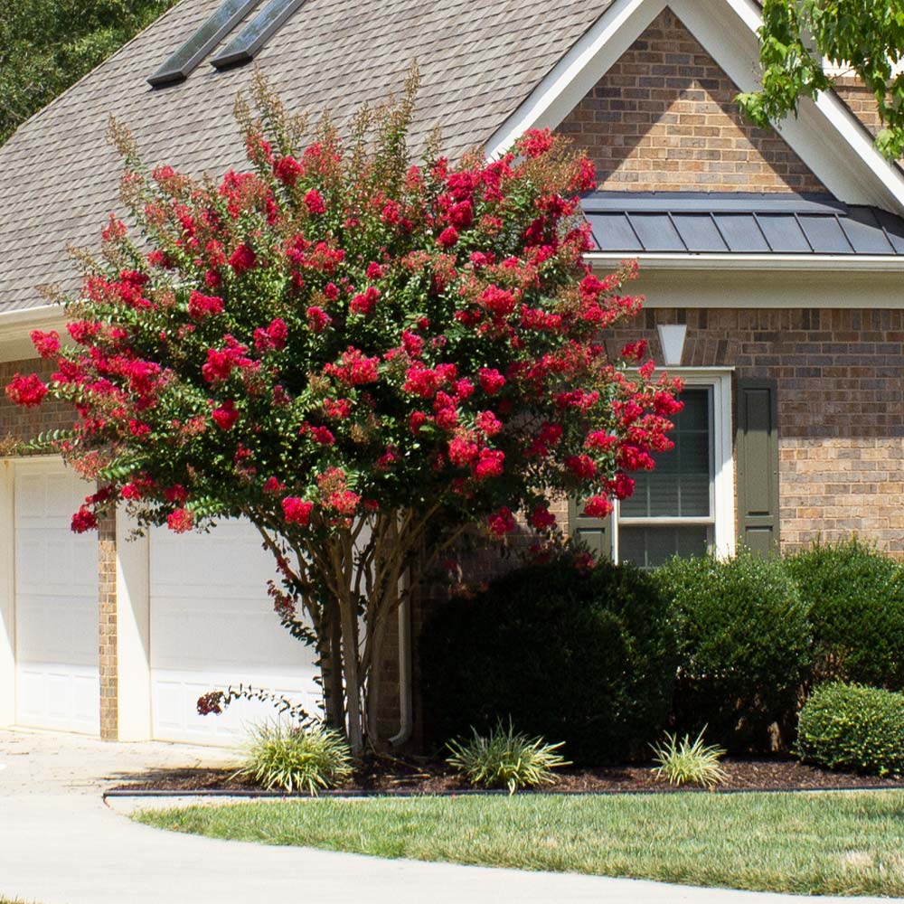 Crape Myrtle 'Colorama Scarlet' Tree