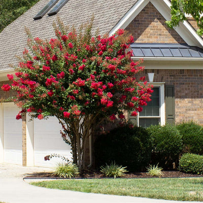 Crape Myrtle 'Colorama Scarlet' Tree