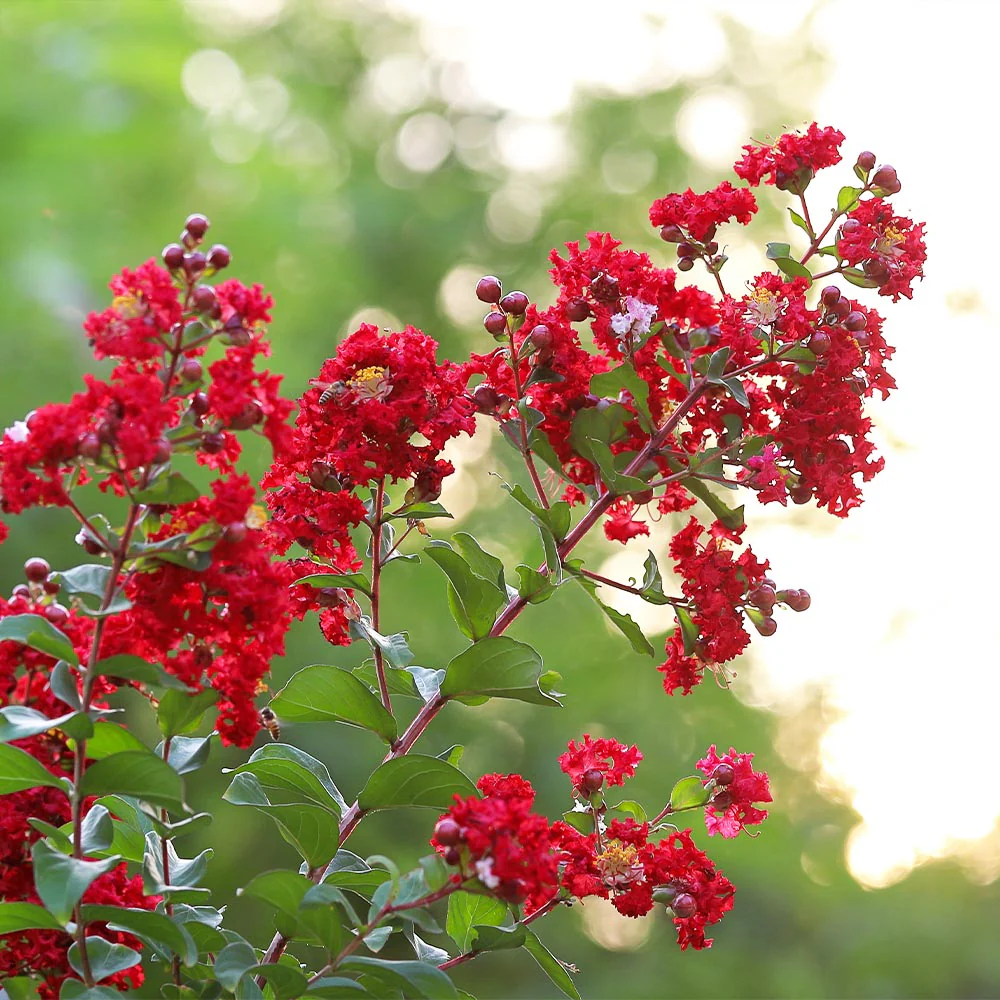 Crape Myrtle 'Colorama Scarlet' Tree