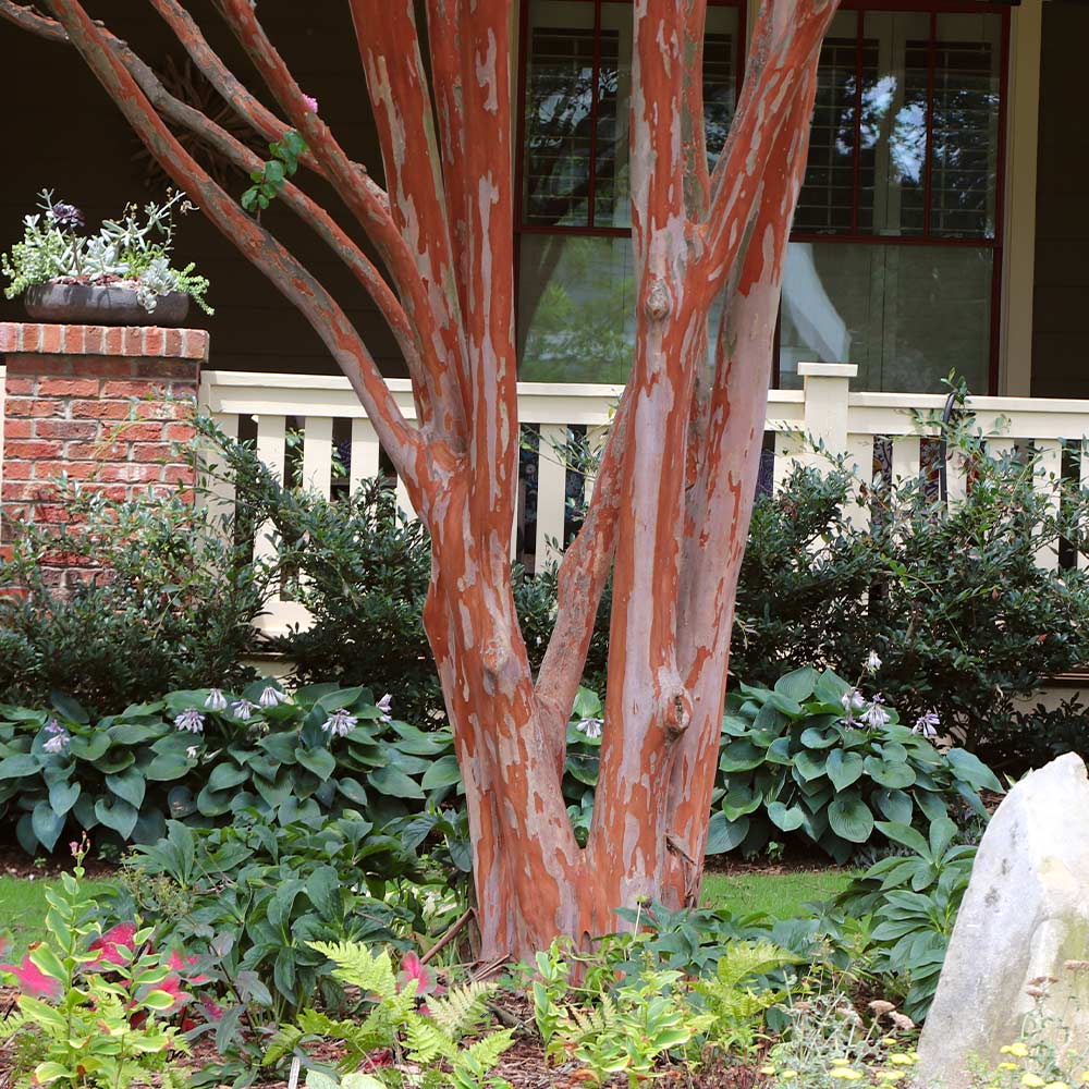 Crape Myrtle 'Colorama Scarlet' Tree