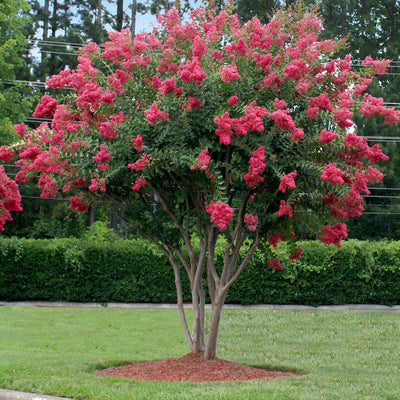 Crape Myrtle 'Tuscarora' Tree