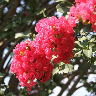 Crape Myrtle 'Tuscarora' Tree