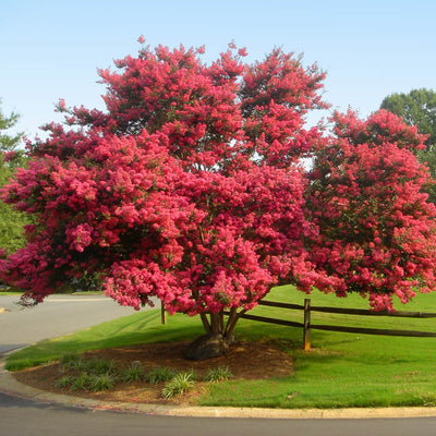 Crape Myrtle 'Tuscarora' Tree