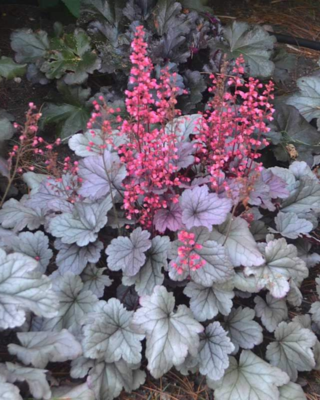 Heuchera Dolce® Silver Gumdrop PW #1