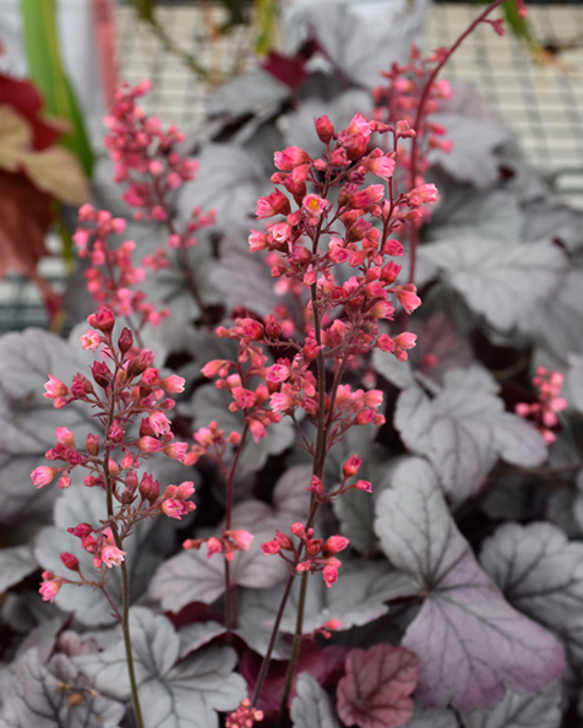 Heuchera Dolce® Silver Gumdrop PW #1