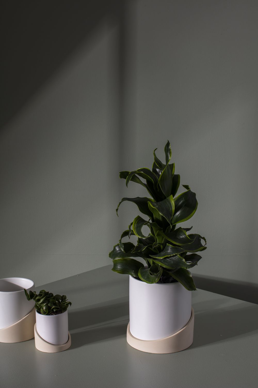 House Plants – Bast Brothers Garden Center